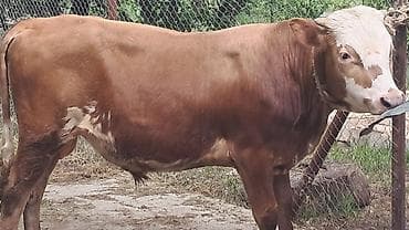 ineklər: Iki baş dordaqlıq erkək dana satılır diri çəkiləri 300 kq dır — 5