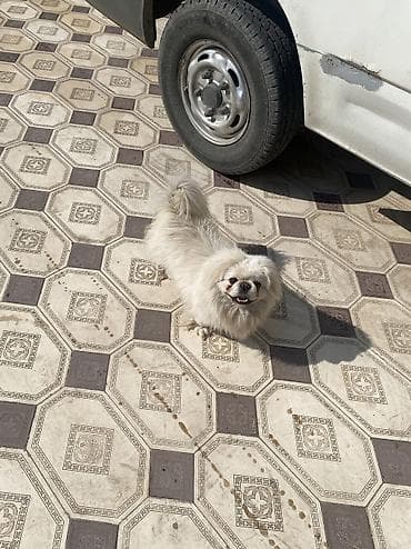dovşan satışı: Pekines, 1 il, Erkek, Peyvəndli, Ödənişli çatdırılma — 1