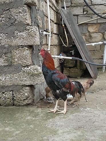 ataks toyuqları: Salam xoruz satılır təmiz qan türk cinsi heyratı xoruzu qiymət tekcə — 3