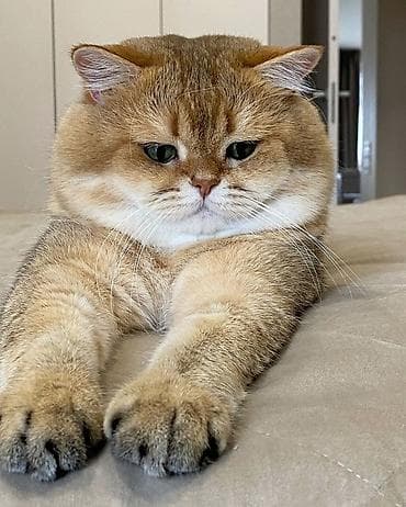 tap az at: Qızıl şinşilla, Dişi, Yaxşı əllərə, Ödənişli çatdırılma, Ünvandan götürmə — 5