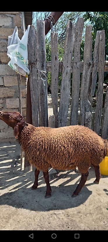 Qoyunlar, qoçlar: Qoyun – yerli cins, qəhvəyi rəngli, uzunqulaqlı 6 aylıq, erkək, Qala — 1