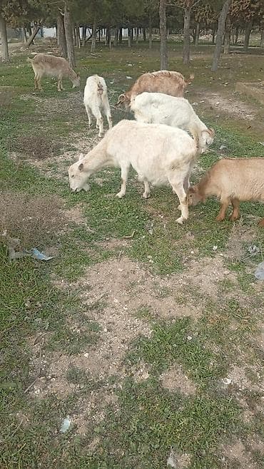 Gəmiricilər: Salam 5 disi dir 1 erkey sanen 4 bala — 3