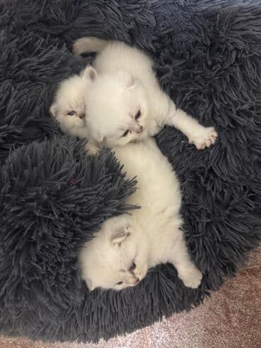 Şotland, Erkək, Dişi, Yaxşı əllərə, Ünvandan götürmə, Pulsuz çatdırılma, Ödənişli çatdırılma