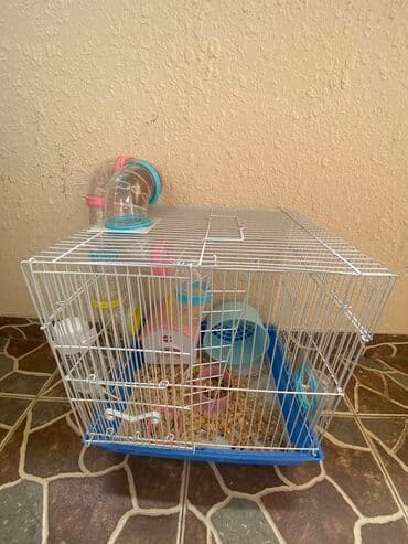 xamyak adlari: Xamyak hemster 3 eded her biseyile birlikde — 9