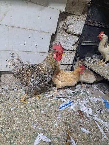 hazır yuva: Toyuq, Damazlıq — 15