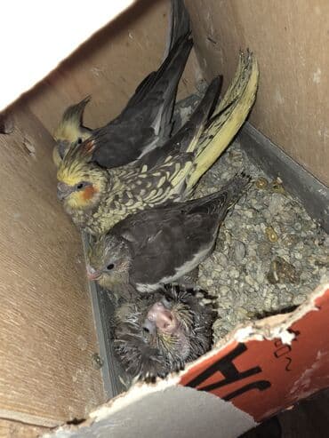 qaz balası satilir: Salam altında 3 balası var tükələşibler 1 hefdeye yem yeyendilerana — 4