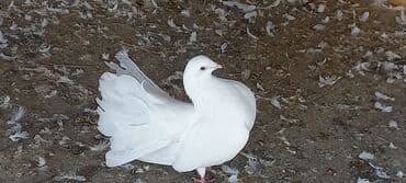 haski satilir: Satılır: Fantail tipli dekorativ göyərçin Xüsusiyyətlər: - Rəng — 5