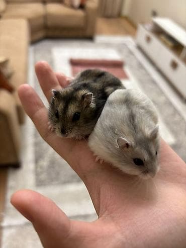 bala it: Ev heyvanı – Cırtdan hamsterlər (2 ədəd) - Növ: cırtdan (cüce) — 2