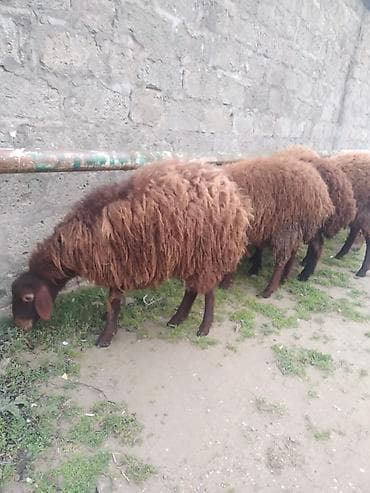 xoruz sekilleri: Qoyun sürüsü – yerli cins, qəhvəyi tük rəngi - Məhsul: Qoyunlar (bir — 2