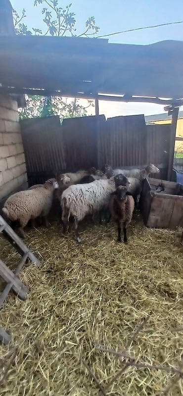 Asagi yeri var — 4