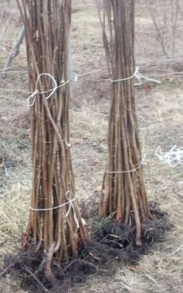 Çöl bitkiləri: Fındıq tingləri – qozalı fındıq (hazelnut) sortu - Açıq köklü — 5