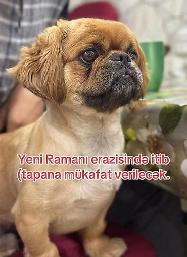 İtlər: Pekines, Erkek — 1