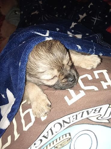 it bazari 2019: 3 ay, Erkek, Peyvəndli — 4