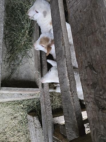 quş satışı: Quzu satılır. 3 eded disi quzu satilir. anadan ayrildiqi 10 gundur — 4