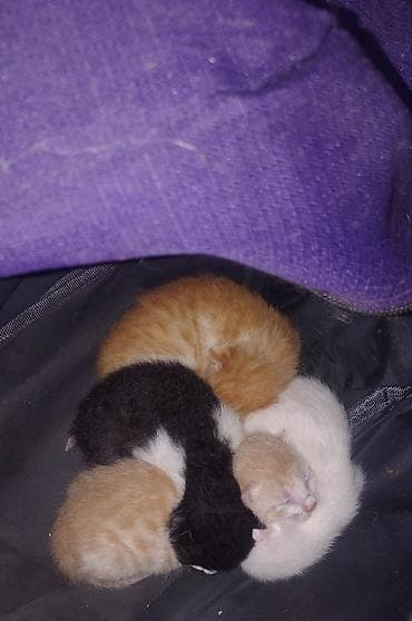 купить собаку объявления: В добрые руки, Самовывоз — 1