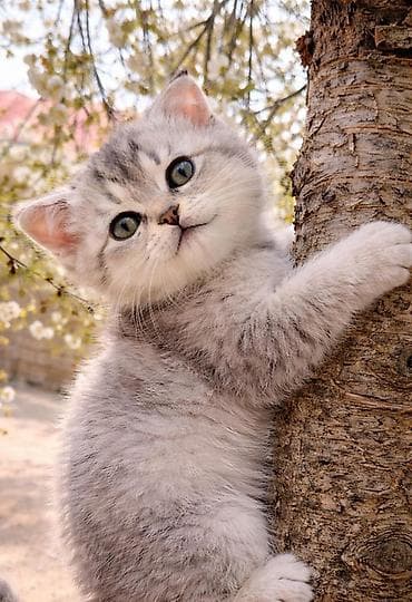 iran pisiyi: Britan, Erkək, Dişi, Yaxşı əllərə — 4