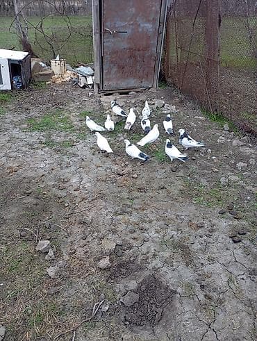 Məhsul: Göyərçinlər (ağ və qara naxışlı) Təsvir: - Ağ rəng üstünlük lalafo.az -da Məhsul: Göyərçinlər (ağ və qara naxışlı) Təsvir: - Ağ rəng üstünlük