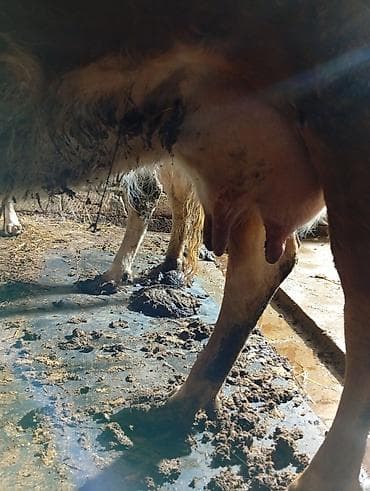 depo gold instagram: Satılır: inək Xüsusiyyətlər: - Süd istiqamətli yerli cins (qarışıq — 4