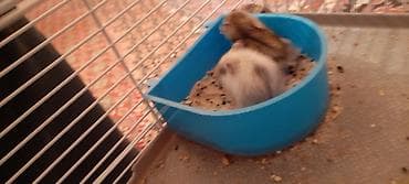 yem satisi: Hamster qəfəsi və aksesuar dəsti - Kiçik gəmiricilər üçün iki — 1