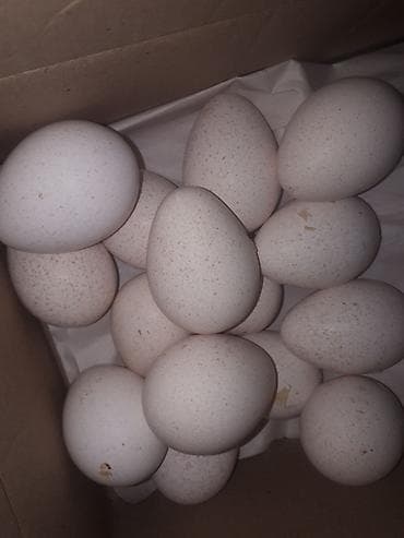 Təbii hinduşka yumurtası. Mayalanmış yumurtadır. Təzədir, qırt oturmuş