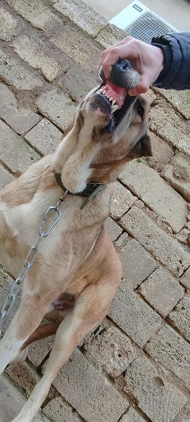 ov iti satisi: Kanqal — 6