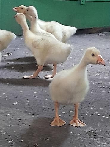 Kənd təsərrüfatı quşları: Məhsul: Qaz balaları Təsvir: linda sortudur 25 günlük balalar uje — 2