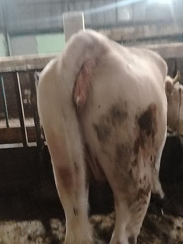 dana satişi: Salam aleykum dogmamiş dügedi kəsgiyə də verilir ayaq üstə də satilir — 3