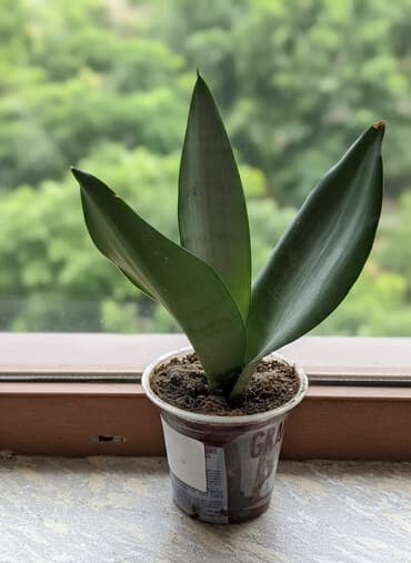 gül adları azərbaycan: Сансивьера голубая — 1