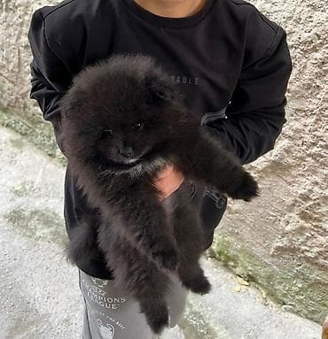 kangal itləri: Şpitz, 4 ay, Dişi — 2