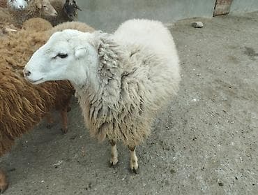 Птицы: Самец, лет: 2, Для разведения — 6