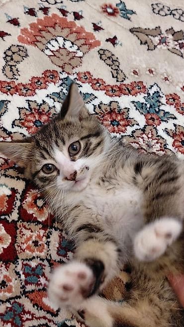 siam pisiyi: Erkək, Ünvandan götürmə — 9