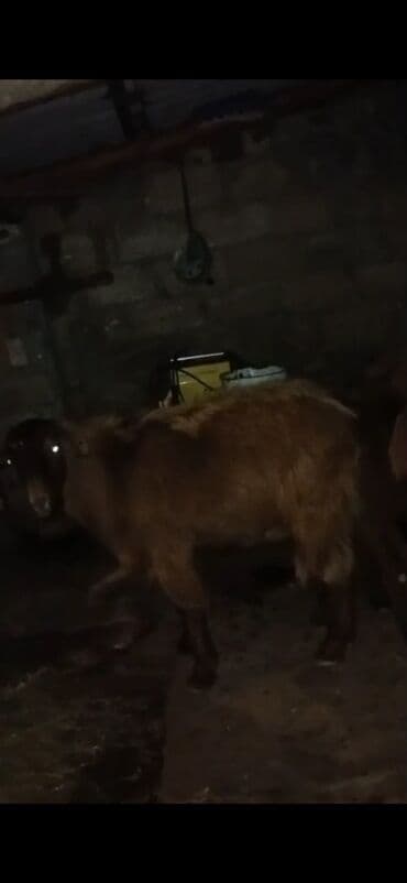 cəpis: Məhsul: Qoyun/keçi (qəhvəyi rəngdə, qulaqları sallanan, buynuzsuz tip) — 2