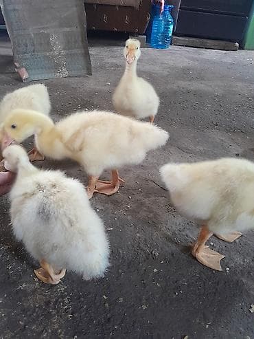 Kənd təsərrüfatı quşları: Məhsul: Qaz balaları Təsvir: linda sortudur 25 günlük balalar uje — 5