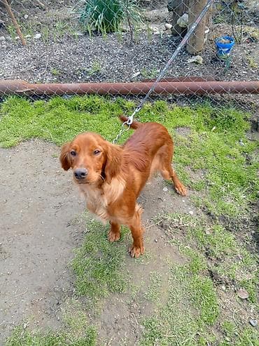 İtlər: 10 ay, Dişi — 2