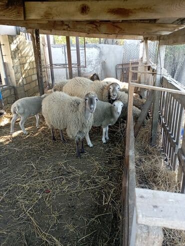 cins inekler: Qoyun sürüsü – ana və balalar - Şəkillərdə müxtəlif rəngli (ağ — 2