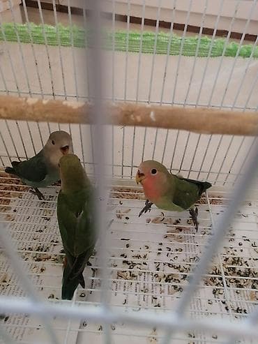 Рыбы: Ele öyrenmis disdemir — 3