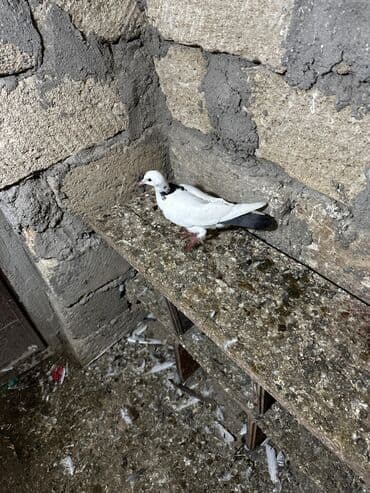 göyercin yuvası: Salam 18.19 quwdi hamsi tam sağlamdi oz quwdarimdi isimle elaqeder — 11