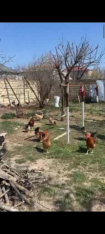 firəng toyuğu: Toyuq, Ətlik — 2