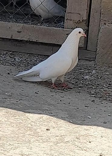 pişik kartinka: Tutulma sallaq qanad ag erkey 13 tuk unvan suraxani — 1