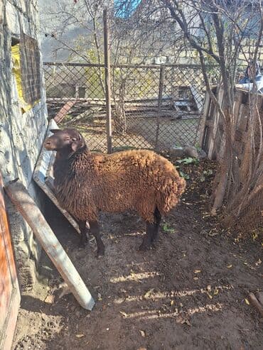 Qəhvəyi yunlu qoyun - Cins: yerli ət‑yun istiqamətli (qəhvəyi rəngdə
