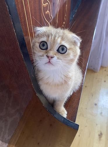 Pişiklər: Qızıl şinşilla, Dişi — 3