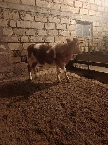 Keçilər, çəpişlər: 5 Aylıq simetan dana dişi — 1