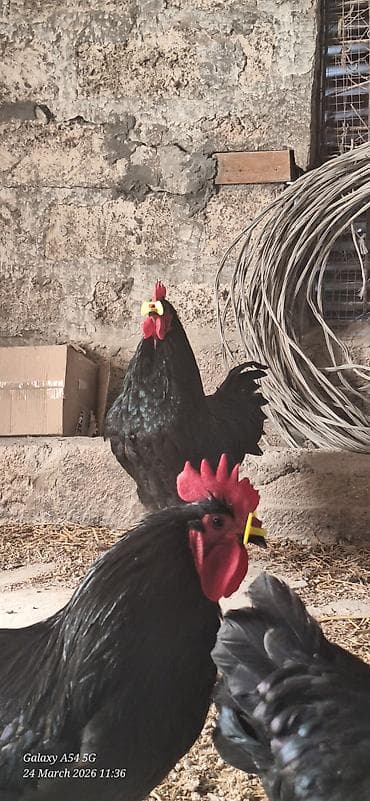 qara quyruq: Qara rəngli Alman Australorp xoruzu (tünd, parlaq lələklər) Təsvir: - — 3