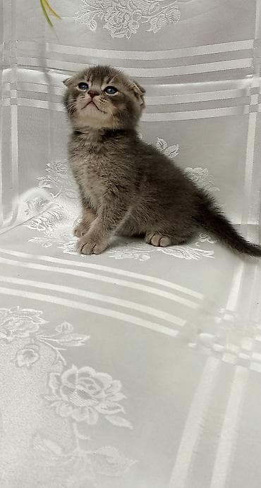 it yem: British Shorthair və Scottish Fold balaları - Cins: şəkillərdə həm — 2