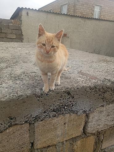 qara pişik adları: Dişi — 2