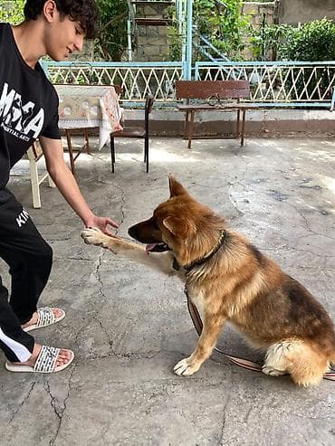 Alman çoban iti, 1 il, Erkek, Peyvəndli, Ödənişli çatdırılma