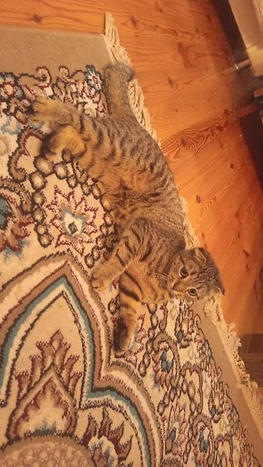 Şotland yastı qulaq lalafo.az -da Şotland yastı qulaq