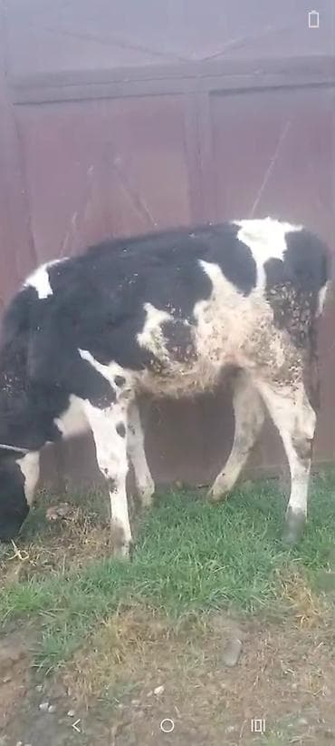 dana 2024: Dana, buzov, Dişi, Holsteyn, Simental, ay: 1, 170 kq, Damazlıq, Südlük, Ətlik — 1