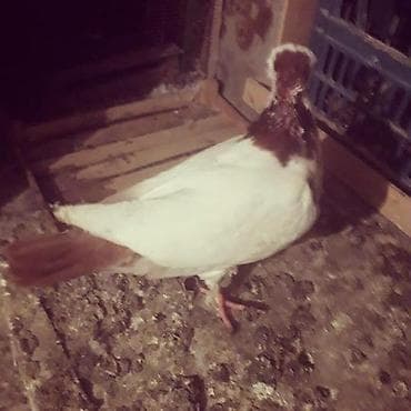 Другие животные: .şekil diqqet üçündur. GENCE VE GENCE ETRAFİ KİMDE KOM QUS VARSA YAZA — 1