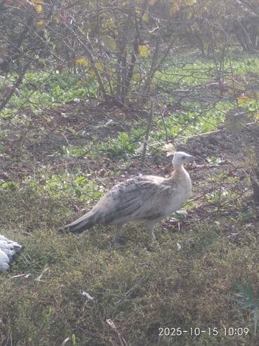 cins ineklerin qiymeti: Salam aleykum. Satışda bir cüt ağ, bir dənə qaraqanad dərəsi var — 11